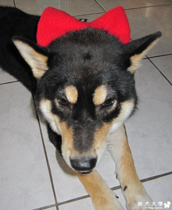 柯南.小丸子傻傻分不清(原發表者:Eagle姊)(相簿)