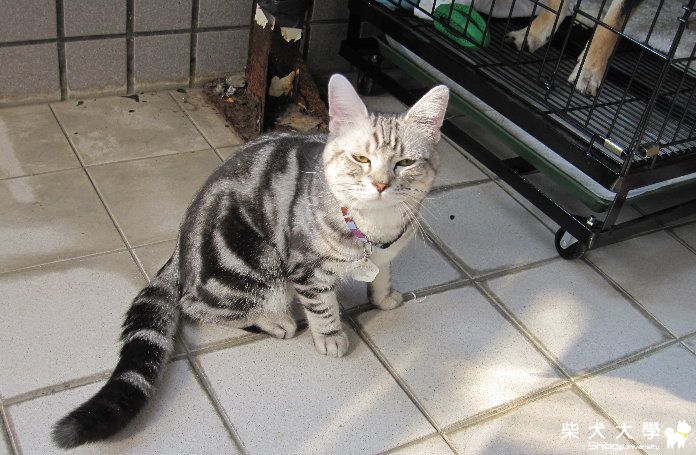 2010/11/2貓狗大戰上映~趴兔(原發表者:Eagle姊)(相簿)