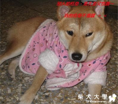 別人的性命，是孔金又包銀，我的性命不值錢>_<(原發表者:pia0603)(相簿)