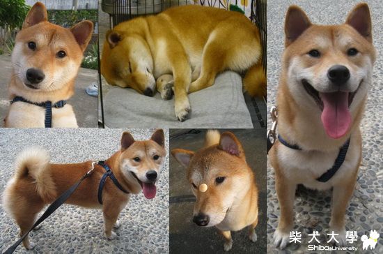 可愛五連拍^^(原發表者:pia0603)(相簿)