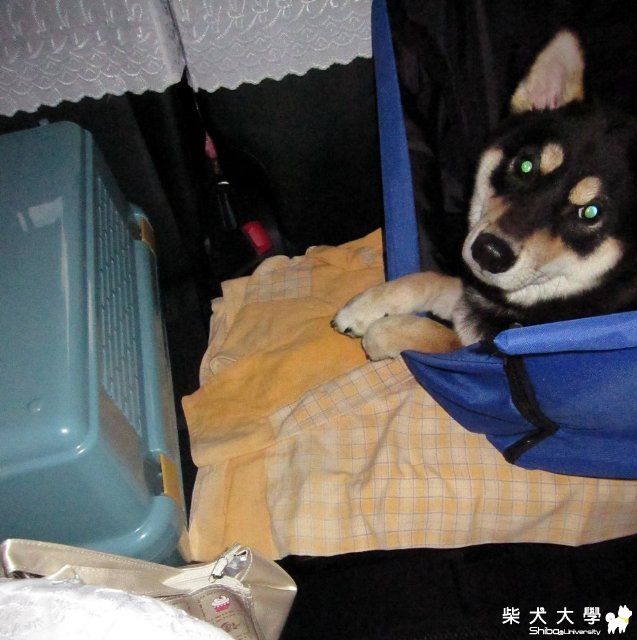 好物分享~寵物汽車防污坐墊(原發表者:Eagle姊)(相簿)