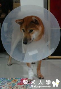 包紮的腳...(原發表者:饅頭爸)(相簿)