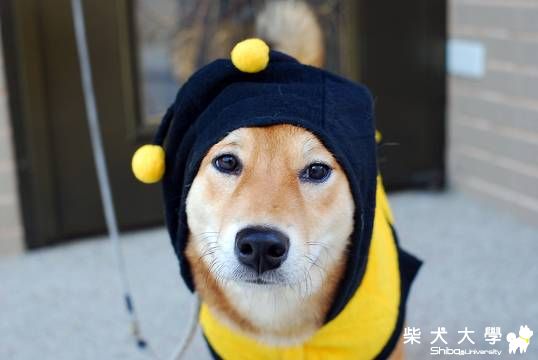 真愛演....(原發表者:球球的爹)(相簿)