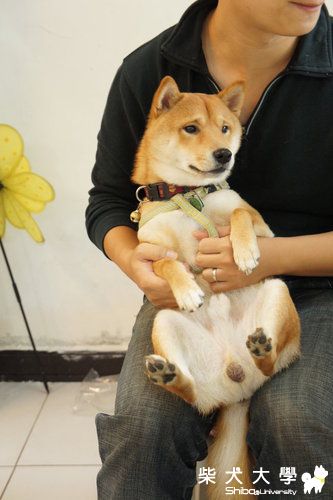 土城呵呵茶柴聚(原發表者:皮蛋)(相簿)