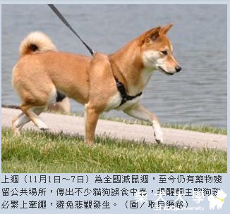 滅鼠週過後藥殘留　蹓狗需繫牽繩、嚴加注意！(原發表者:MOMO拔)(相簿)