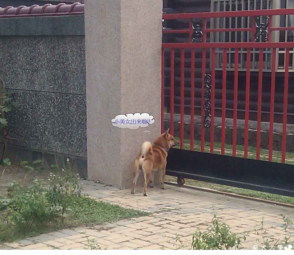 我家呆寶單相思>_<(原發表者:carolpai1105)(醫療保健)