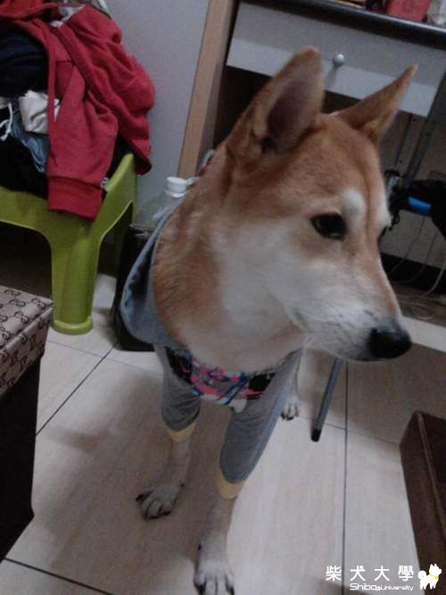 阿秋ｃｕｋｅｒ最近忙什麼？(原發表者:阿秋爸)(相簿)