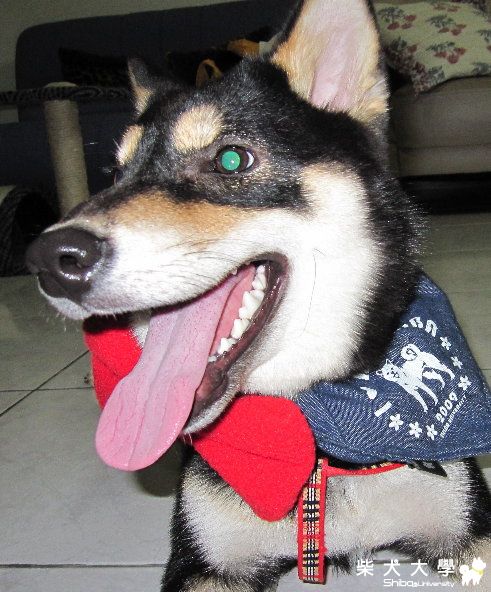 我家EAGLE破病了(小心狗也會食物過敏唷!!)(原發表者:Eagle姊)(相簿)