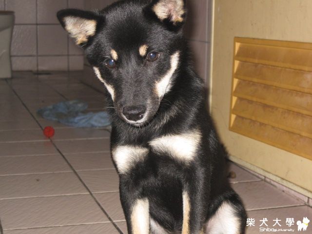 黑輪越來越大了 目前已4.5公斤(原發表者:天生神準)(相簿)