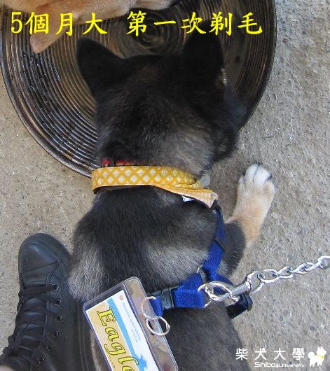 我家EAGLE這樣是正常的黑柴毛色嗎?(原發表者:Eagle姊)(相簿)