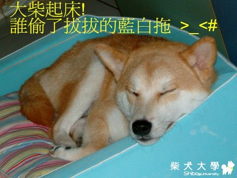 家裡有小偷!!!(原發表者:大柴麻)(相簿)