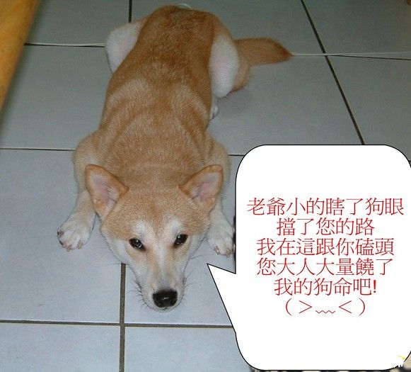 果然是狗奴才!(原發表者:大柴麻)(相簿)