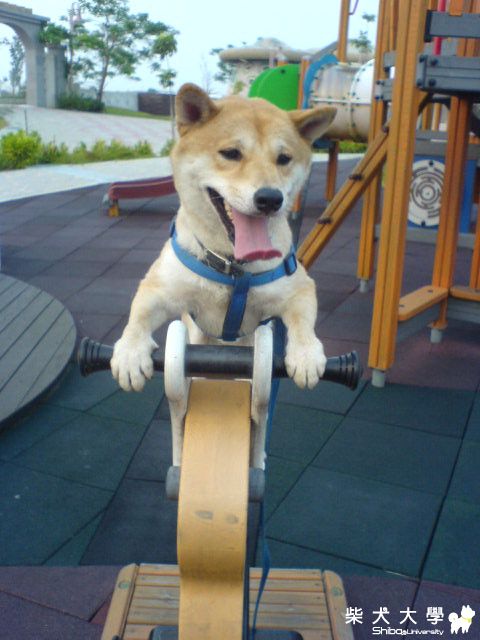 我帥嗎??XD(原發表者:柴寶媽)(相簿)