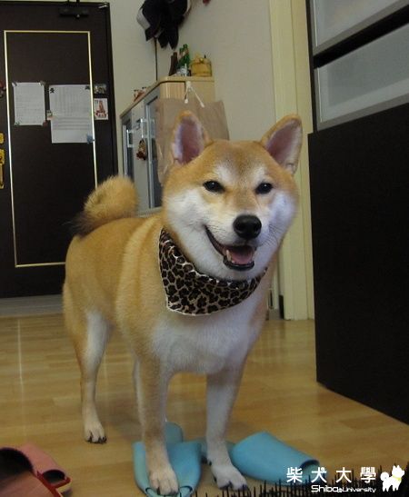 我不是女生(原發表者:kohaku麻)(相簿)