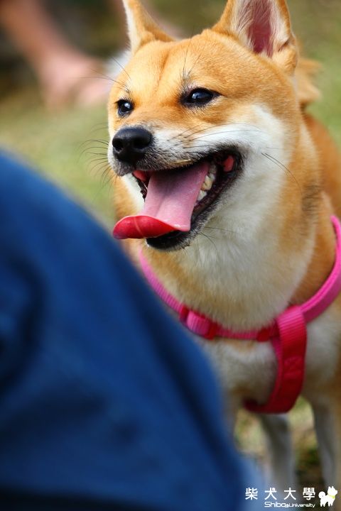 果凍湯圓初相遇(原發表者:果凍麻)(相簿)