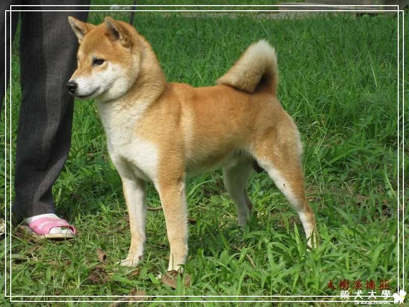 大樹溪埔莊種公群(原發表者:unkikicoco)(相簿)