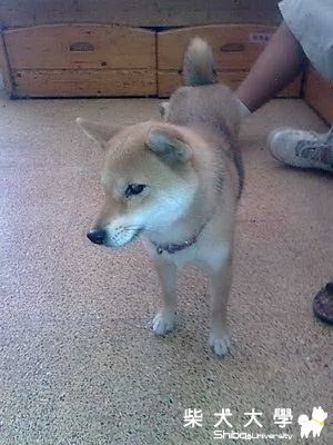 試貼看看(原發表者:kikilove99)(相簿)