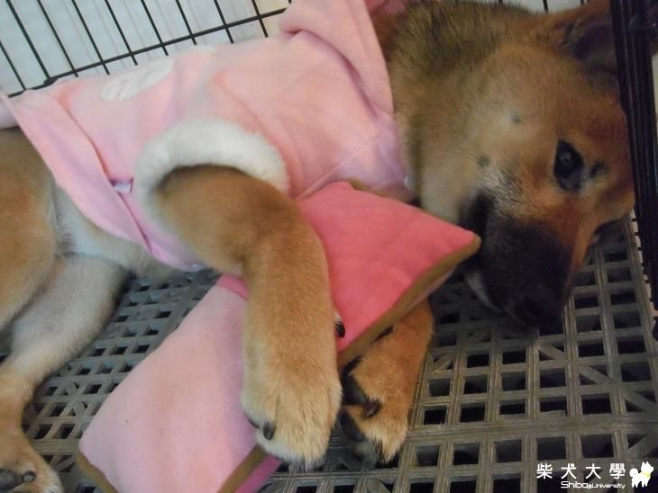 無論何時何地都要裝可愛(原發表者:MEKI麻)(相簿)