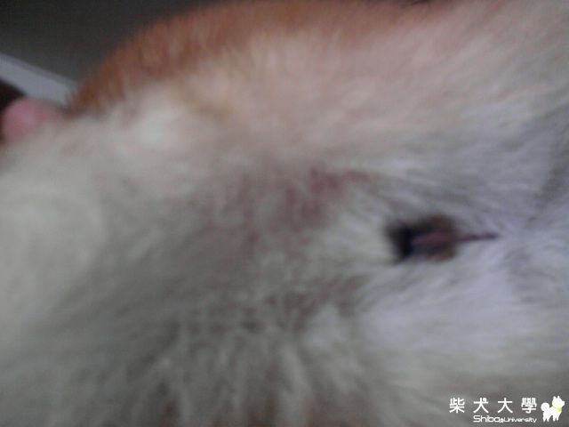 傻hikki跳車 嚇傻整馬路。(原發表者:sback)(相簿)