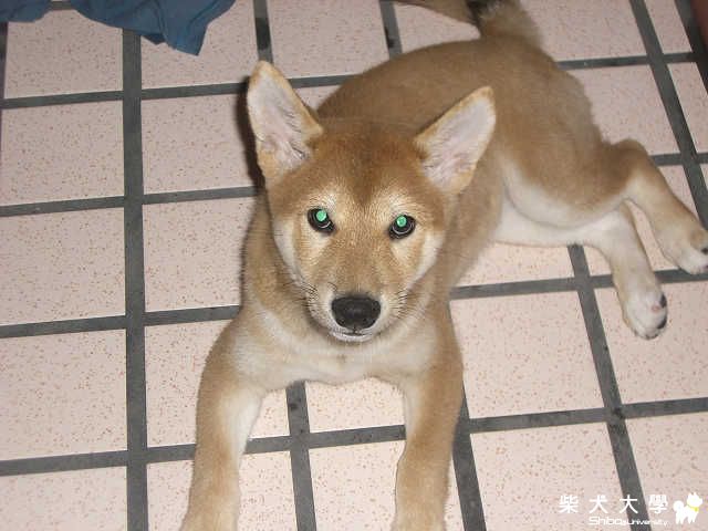 這不是肯德基拉！(原發表者:cosmicwretch)(相簿)