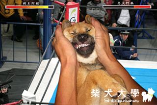 人狗大戰(原發表者:狐媽)(相簿)