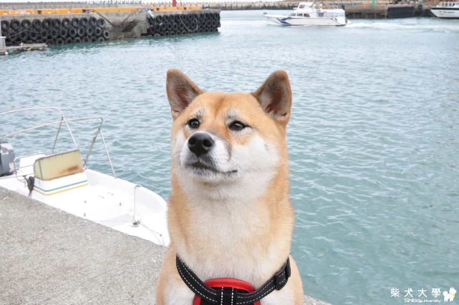 肉丸淡水一日遊(原發表者:肉丸麻)(相簿)