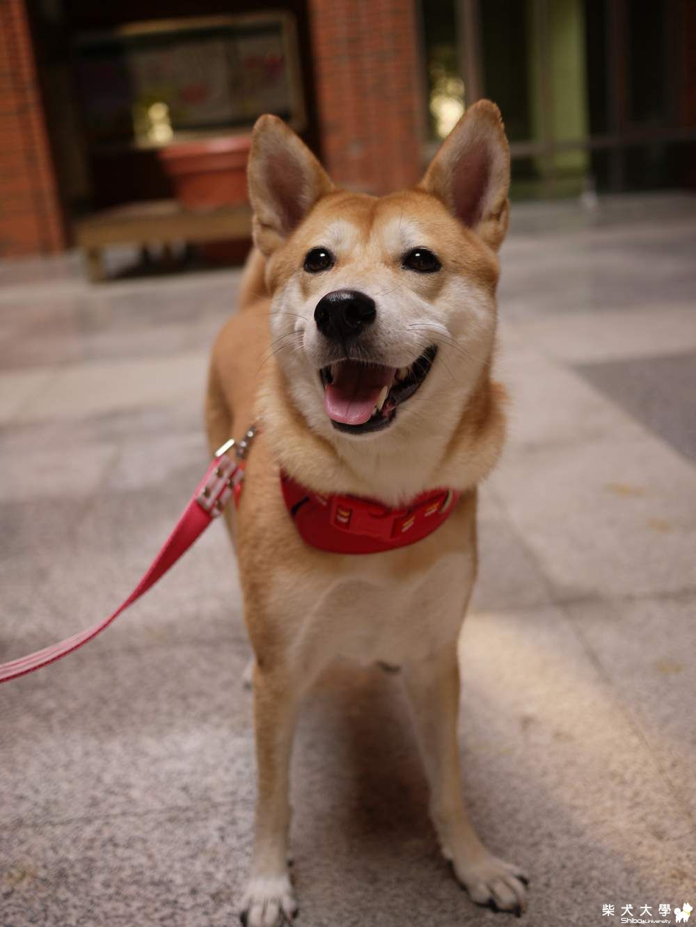 麻豆的專業程度(原發表者:阿秋爸)(相簿)