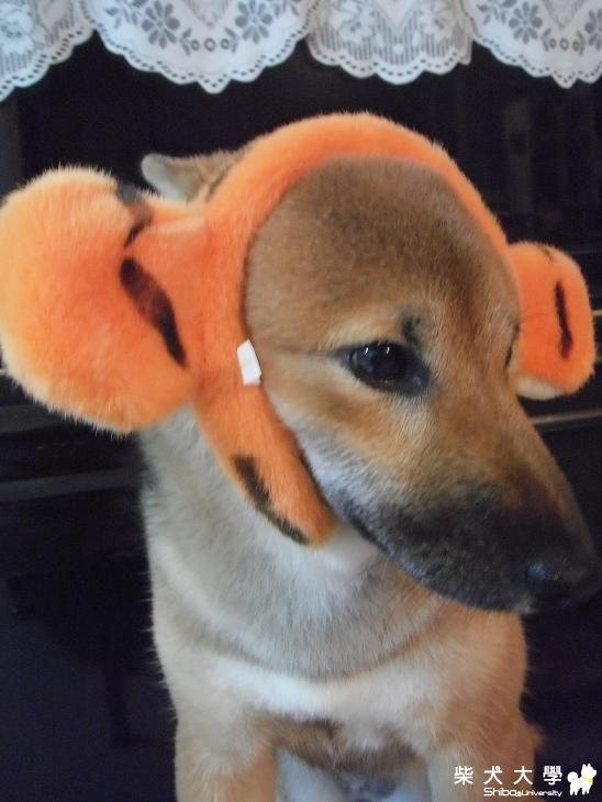 專業MODEL時裝秀~(原發表者:MEKI麻)(相簿)