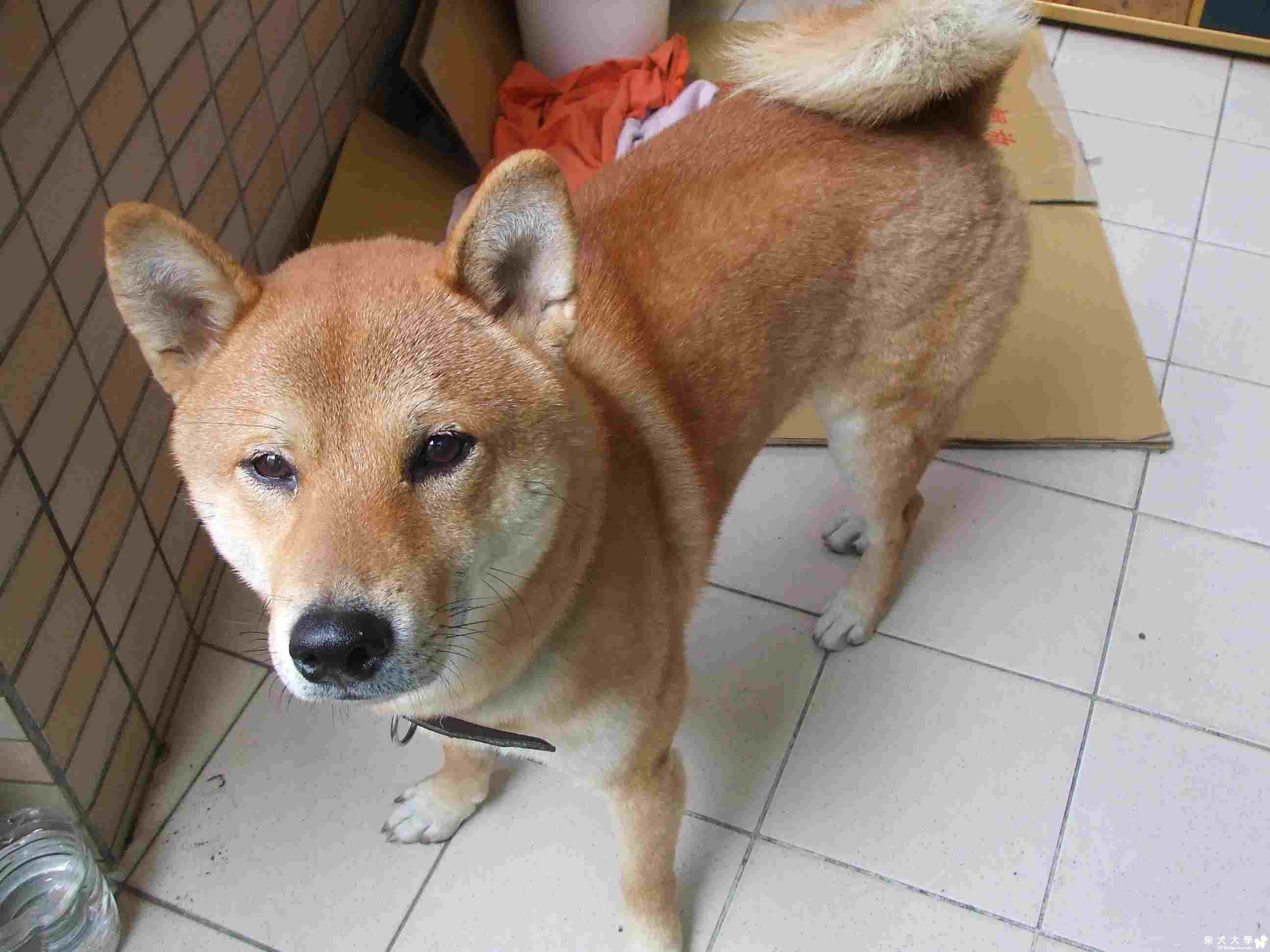 我想要回家 幫我找爸爸媽媽(原發表者:小貝)(相簿)