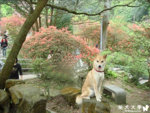 陽明山(原發表者:喬巴爸)(相簿)