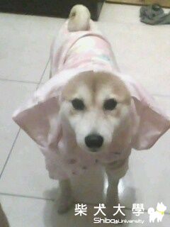 今年最流行的裝伴唷!!!(原發表者:a663636)(相簿)