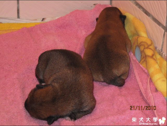 我家的新成員 真像剛出爐的大亨堡 肥肥短短的(原發表者:天生神準)(相簿)