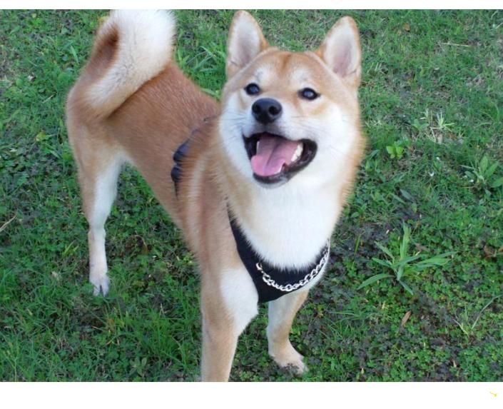 一柴獨得~~中成寵物公園(原發表者:吉谷家)(相簿)