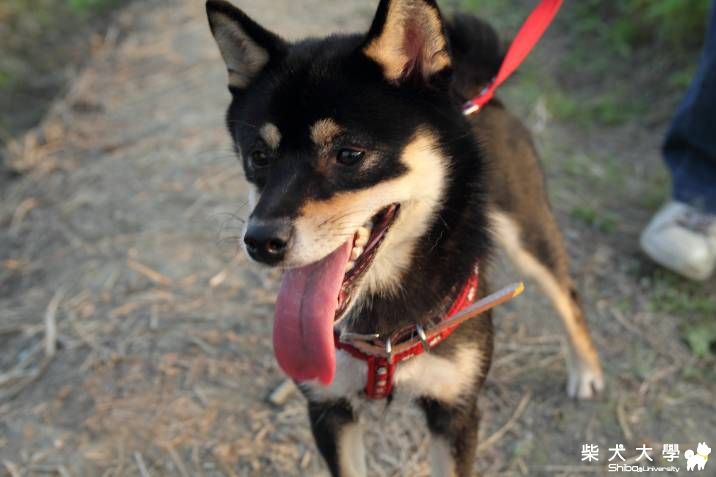 橋頭花田好熱一日遊!!(原發表者:深夏)(相簿)
