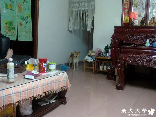 我們家Cookie少爺三歲了(原發表者:cookie1204)(相簿)