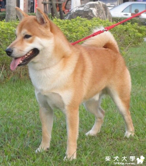 一轉眼..都快1歲了(原發表者:小恩)(相簿)