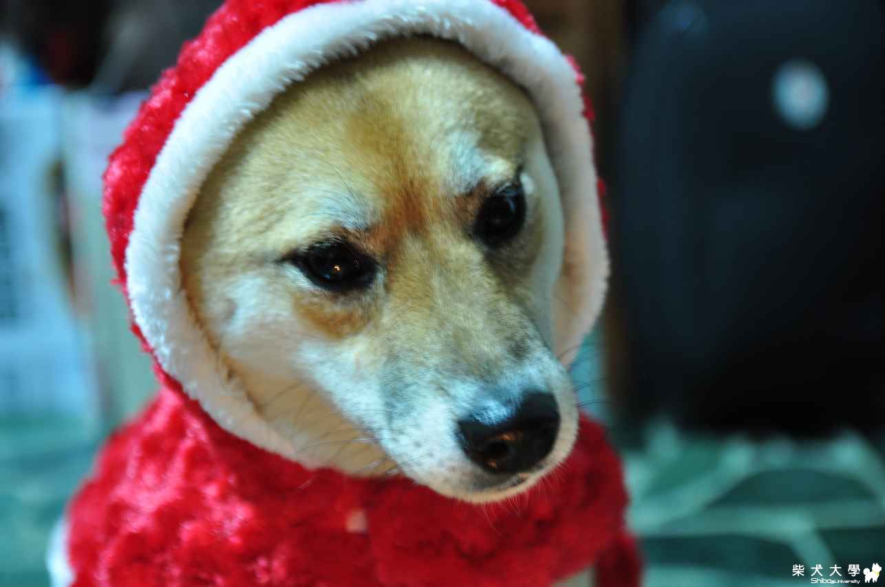 肉肉丸的2歲生日(原發表者:肉丸麻)(相簿)