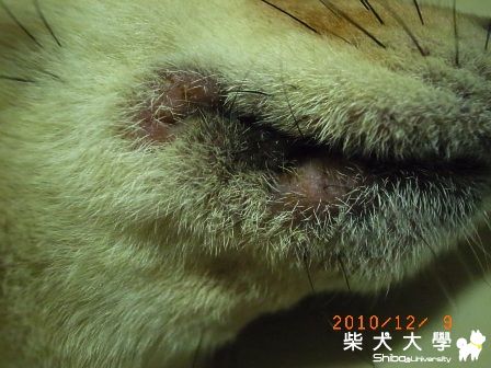 找不出病因的皮膚病?(原發表者:奶球麻)(醫療保健)