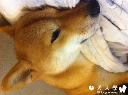 nu&靚的日常生活二三事(原發表者:nunu麻)(相簿)