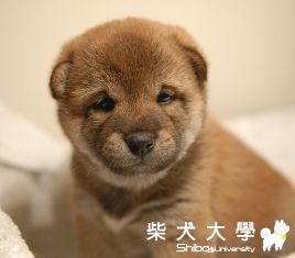 麻美28天齡(原發表者:JUNIOR拔)(相簿)