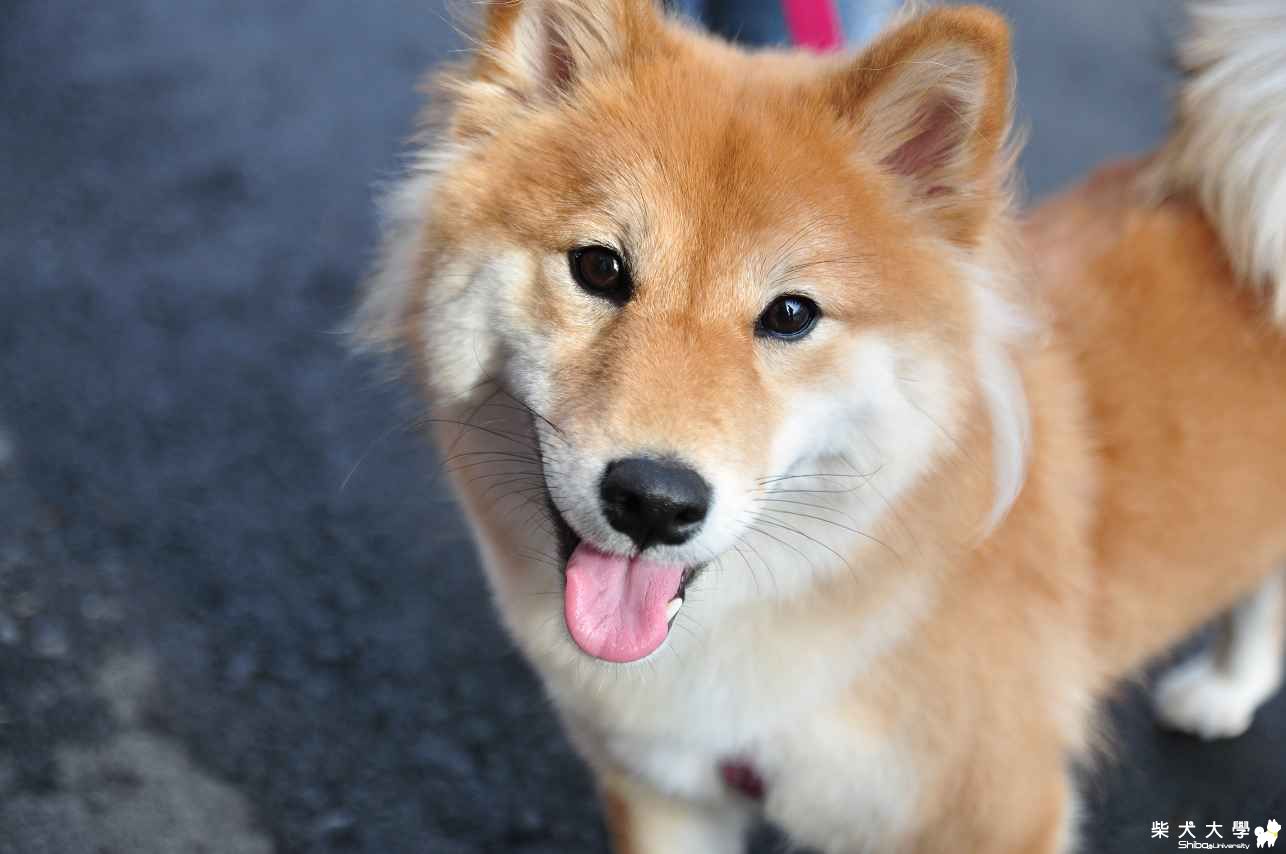 橘子的蜜餞之旅(原發表者:肉丸麻)(相簿)