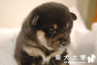 小薰 (Kaoru) 28天齡(原發表者:JUNIOR拔)(相簿)