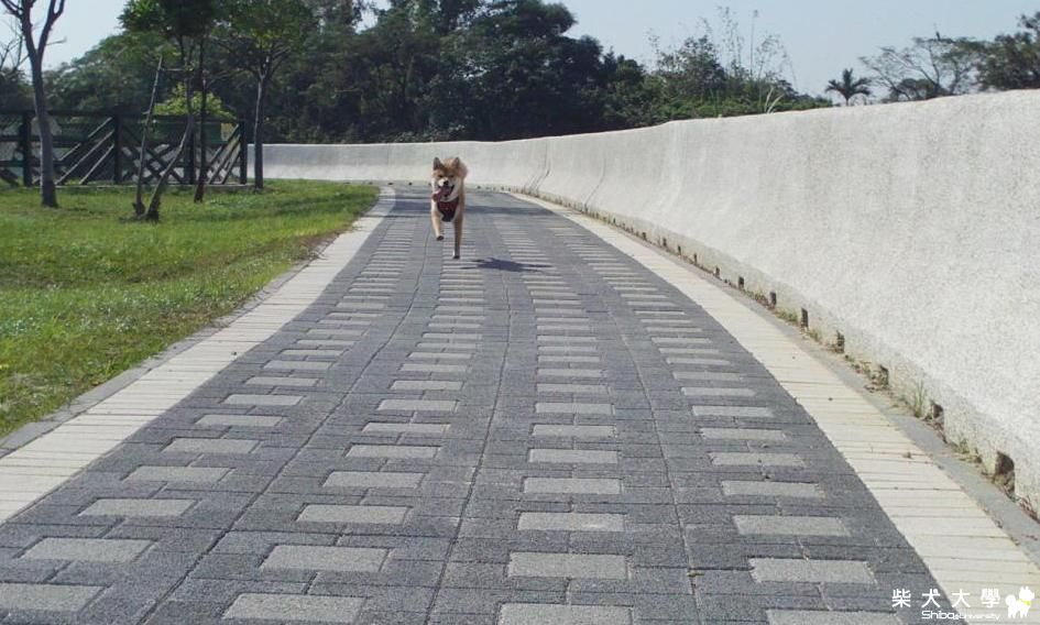 柴犬運動課  &  柴犬看 "真愛奇蹟" 的柴犬(原發表者:吉谷家)(相簿)