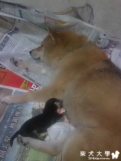 多喝奶沒事..沒事多喝奶(原發表者:kikilove99)(相簿)