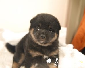 新同學報到: 歐咖 (Oka) 28天齡(原發表者:JUNIOR拔)(相簿)