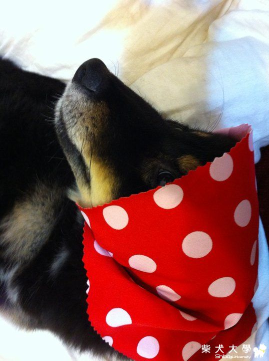 迎風跑跑&小貳樓(原發表者:nunu麻)(相簿)