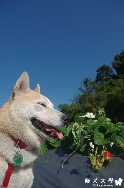 採草莓妮妮可愛照片(原發表者:妮妮媽)(相簿)