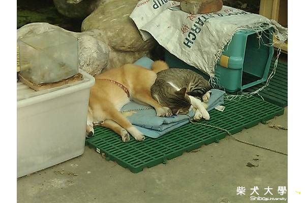 喂喂喂....你們平常打假的啊~~(原發表者:HOYA拔)(相簿)