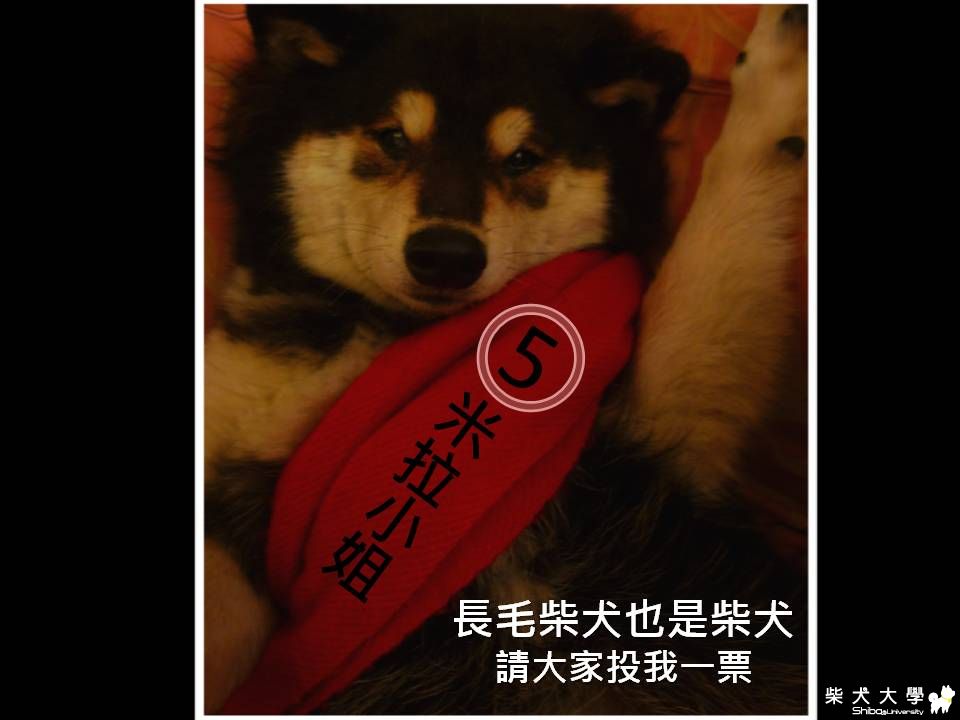 柴犬皇后候選人5號米拉小姐來拜票(原發表者:郭珊妤)(相簿)