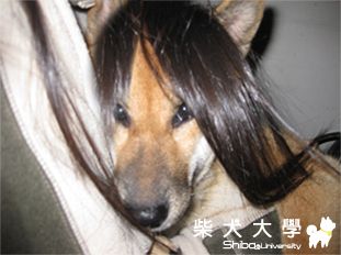 我想我只能成為地下皇后了(原發表者:狐媽)(相簿)